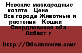 Невские маскарадные котята › Цена ­ 15 000 - Все города Животные и растения » Кошки   . Свердловская обл.,Асбест г.